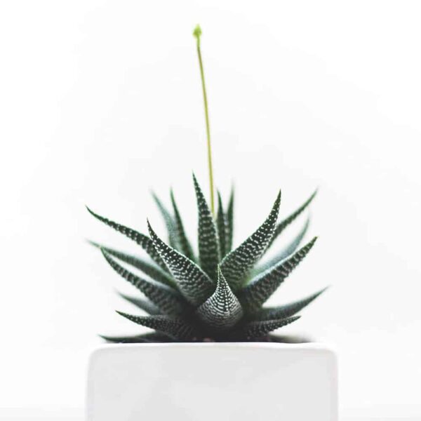 Gonialoe variegata – Image 2