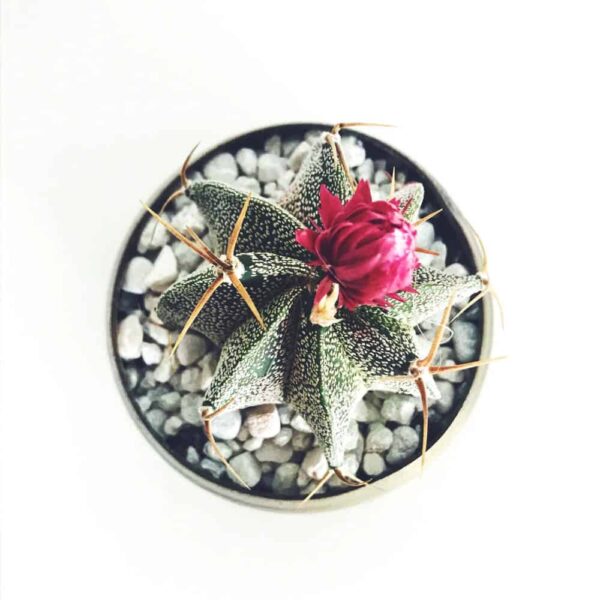 Old Lady Cactus – Image 2