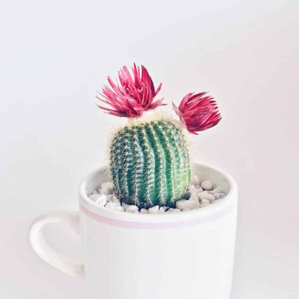 Old Lady Cactus – Image 3