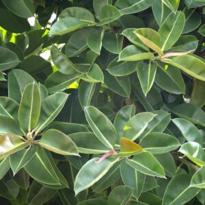 Rubber indoor plant – Image 2