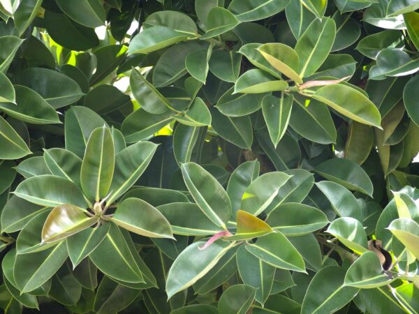 Rubber indoor plant – Image 2